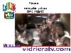 se regalan gatitos  Vender Sociales - Extravios - Mascotas