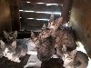 se regalan gatitos  Imagen